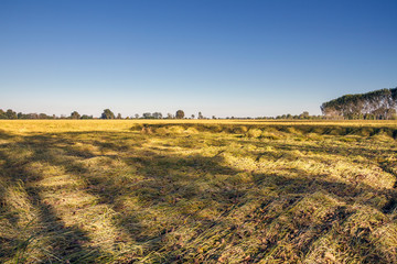 Campagne e risaie del pavese (Lombardia)