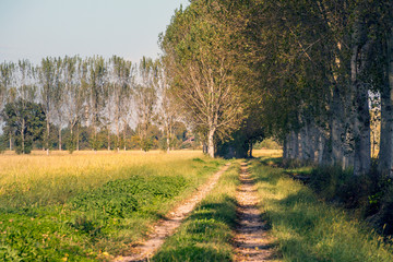 Campagne e risaie del pavese (Lombardia)