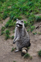 Full Body of adult common raccoon, standing and looking