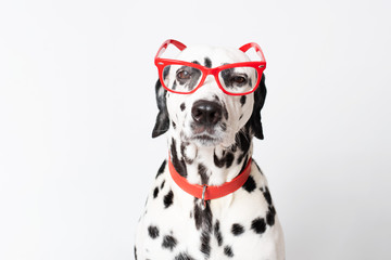 Student dog portrait in the glasses. Happy dalmatian dog in red glasses isolated on white background. Copy space