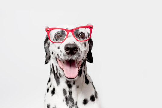 Student dog portrait in the glasses. Happy dalmatian dog in red glasses isolated on white background. Copy space