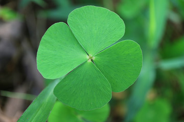 Closed up the Lucky Symbol Four-leaf Clovers in the Green Field 