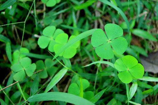 Bunch of Vibrant Green Four-leaf Clovers in the Grass Field 