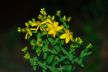 Johanniskraut