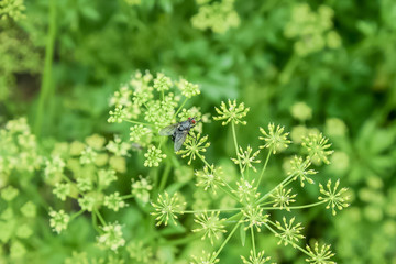 fly on parsley flowers in the grass