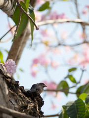 Cute little bird, brown Sticking on the branches of the flowering tree