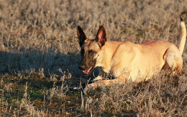 Fototapeta na wymiar Portrait of a beautiful dog breed Belgian Shepherd Malinois