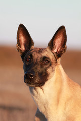 Portrait of a beautiful dog breed Belgian Shepherd Malinois