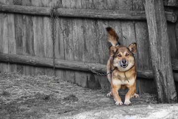 Aggressive dog barking on the chain and rushes to strangers.