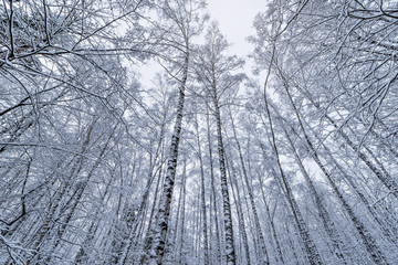 Snow on the birch trees in the forest.