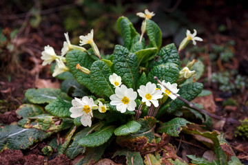 Wild Primroses, (Primula vulgaris)