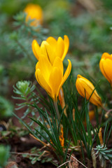 Yellow crocus spring flowers