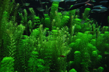 Bright green plants at aquarium