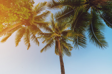 Naklejka na ściany i meble Coconut palm tree at tropical coast in island beach with vintage tone.