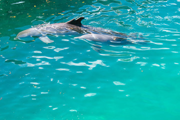 Bottlenose Dolphin - Tursiops truncatus Swimming in Caribbean sea in Mexico 