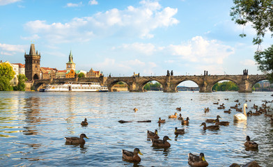 Birds on river Vltava