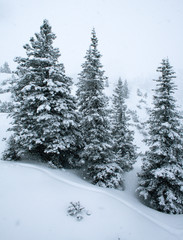 Snow covered trees in the Austrian Alps
