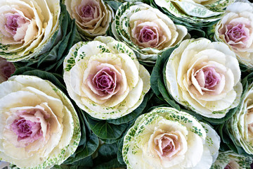 Purple cabbage or brassica oleracea. Natural ornamental vegetable. Vegetal background