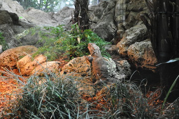 Reptile resting on warm rock at zoo