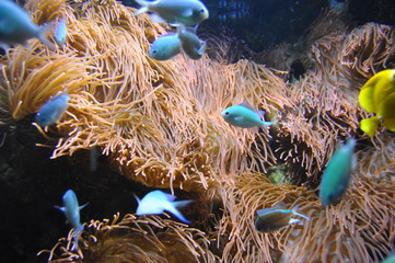 Fototapeta na wymiar Swimming tropical fish at aquarium