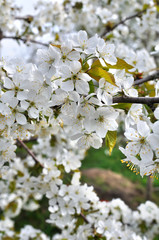 close-up of  blooming cherry-tree branch in the garden, vertical composition