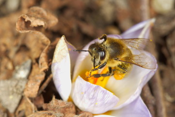 Honey bee on a crocus flower