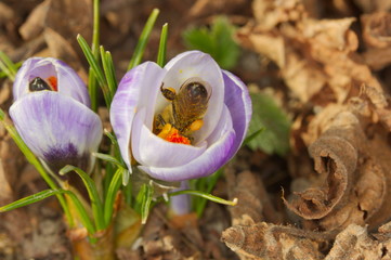 Honey bee on a crocus flower