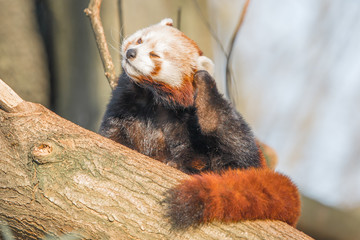Südamerikanischer Nasenbär (Nasua nasua)