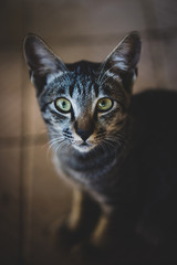 Closeup portrait little cat on ground