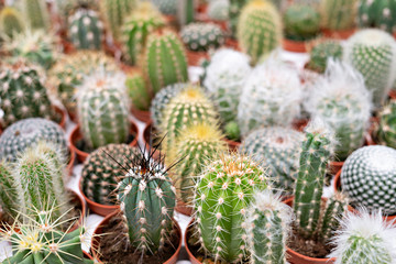 Cactus group, small cacti in pots. Natural background. Gardening