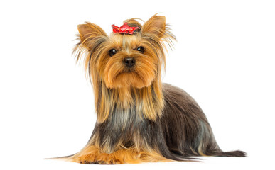 dog breed Yorkshire terrier on a white background