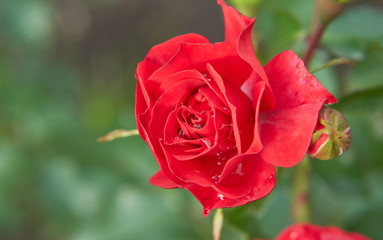 red rose in garden