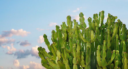 cactus plant isolated on white
