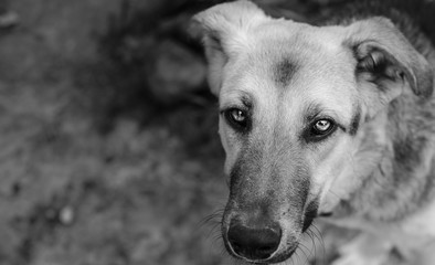 Stray dog looks into the frame. Black and white portrait of a dog. There was a request for help in...