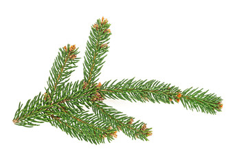 Closeup of fir branch isolated on a white background
