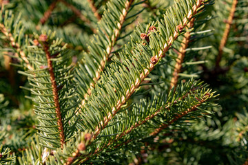 Close up of the branch of  spruce tree