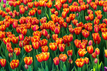 Orange tulip in garden.