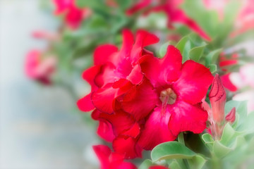 Flower concept; Red bignonia flowers or Adenium flower. beautiful pink azalea flowers in garden with copy space.