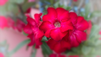 Flower concept; Red bignonia flowers or Adenium flower. beautiful pink azalea flowers in garden with copy space.