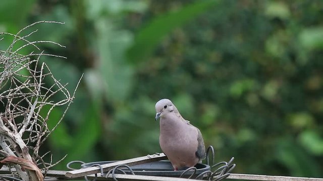 Pombinha cinza,  Rolinha. Comendo semente de girasol em um quintal