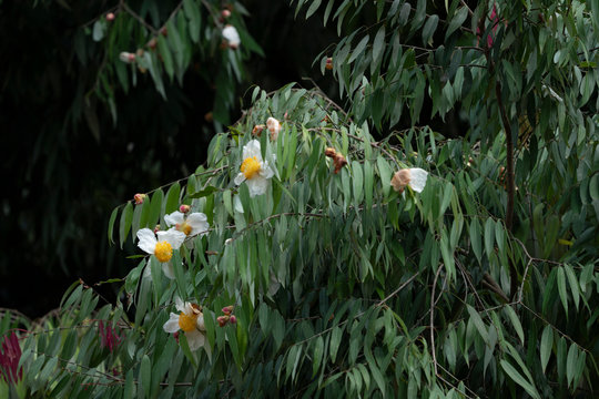 National Tree Of Sri Lanka" Images – Browse 2 Stock Photos, Vectors, and  Video | Adobe Stock