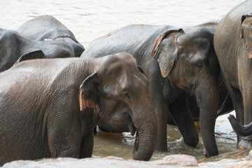 Fototapeta na wymiar elephants in water