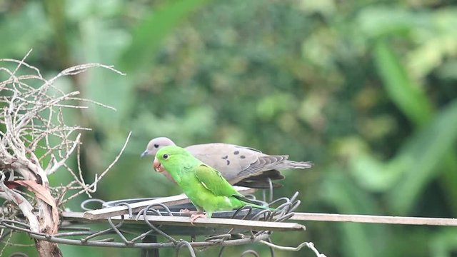 Maritacas comendo semente de girassol no quintal em S&atilde;o Paulo, Brasil 