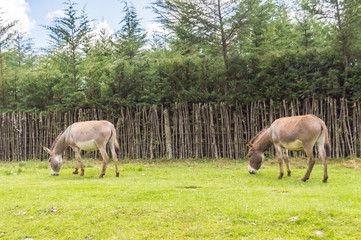 Obraz na płótnie Canvas Two donkeys grazing on the road from Aberdare