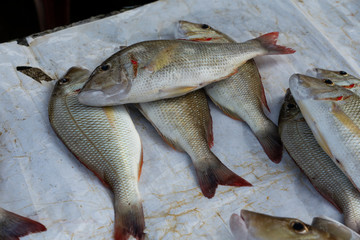 fresh fish
