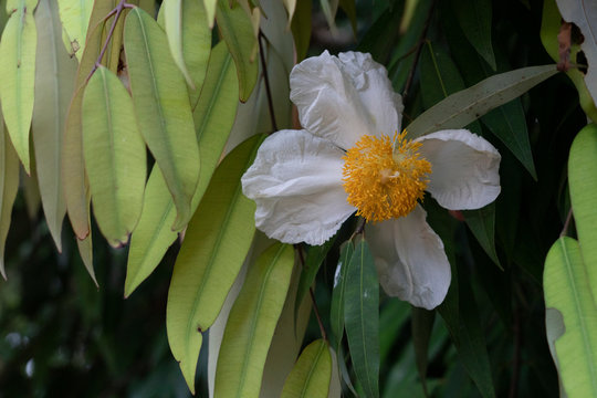 National Tree Of Sri Lanka