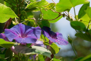 Ipomoea flower winding vine