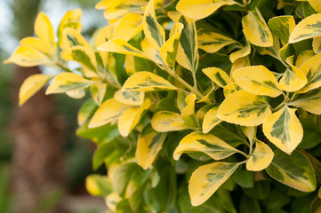 Plant Ligustrum ovalifolium Aureum