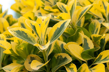 Fototapeta na wymiar Plant Ligustrum ovalifolium Aureum