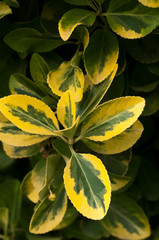 Plant Ligustrum ovalifolium Aureum